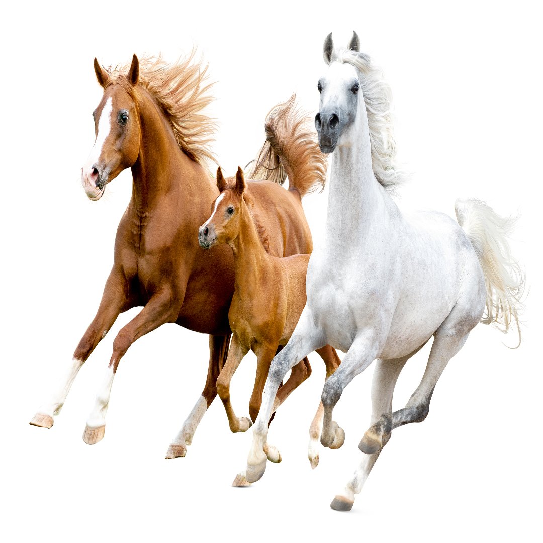 Horse Wallpaper DDS318 - Image 3