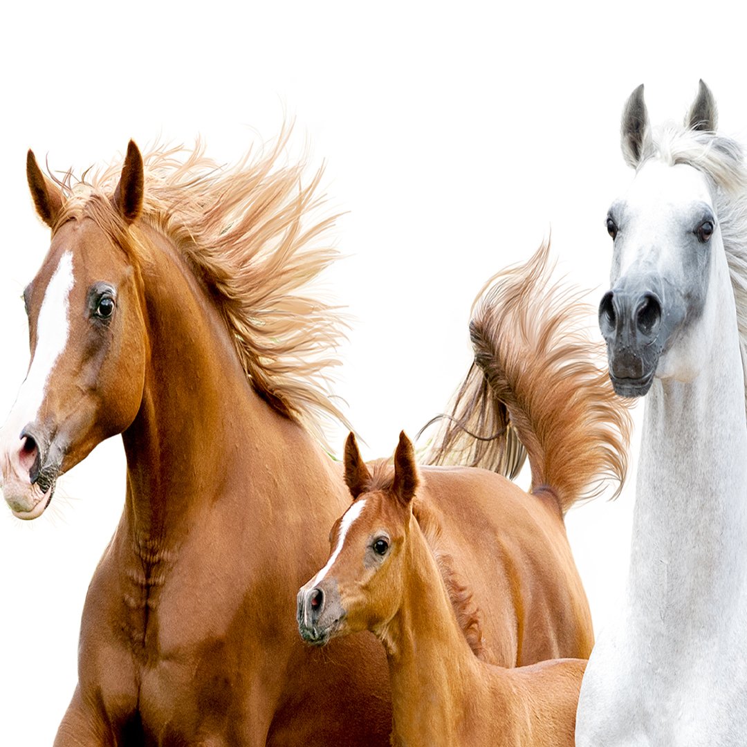 Horse Wallpaper DDS318 - Image 4